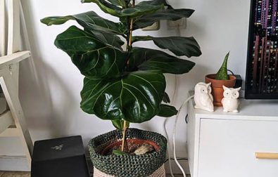 large-crochet-plant-basket-pattern-free