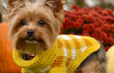 small-squares-free-crochet-pattern-for-dog-sweater