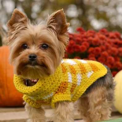 small-squares-free-crochet-pattern-for-dog-sweater