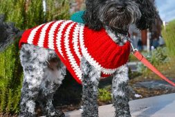 cute-crochet-easy-dog-sweater-free-pattern