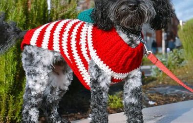 cute-crochet-easy-dog-sweater-free-pattern