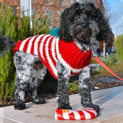 cute-crochet-easy-dog-sweater-free-pattern