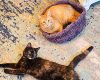 curl-up-crochet-cat-bed-free-pattern