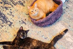 curl-up-crochet-cat-bed-free-pattern