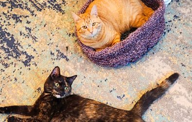 curl-up-crochet-cat-bed-free-pattern