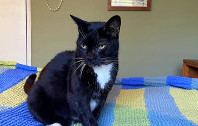crochet-cat-blanket-free-pattern