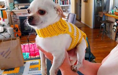 sweet-free-crochet-pattern-for-small-dog-sweater